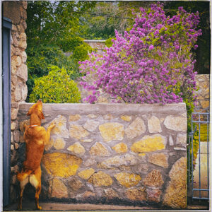 Dog peeking over rock wall.